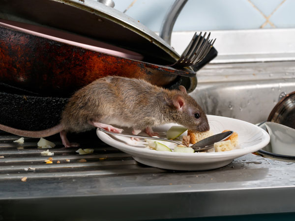 Rat crawling over plates on kitchen sink